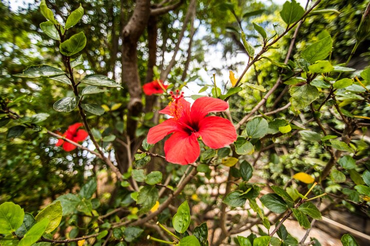 flor de hibisco menopausia